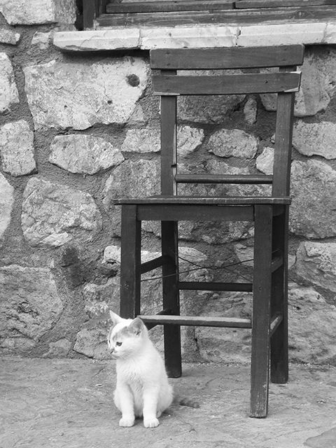 photo of a cat with chair