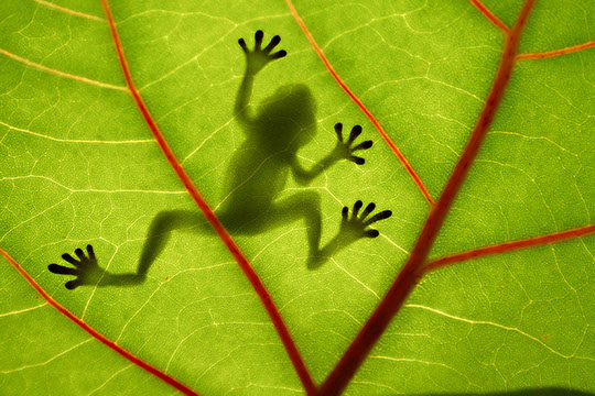 coqui frog concept inspiration image for taino art center