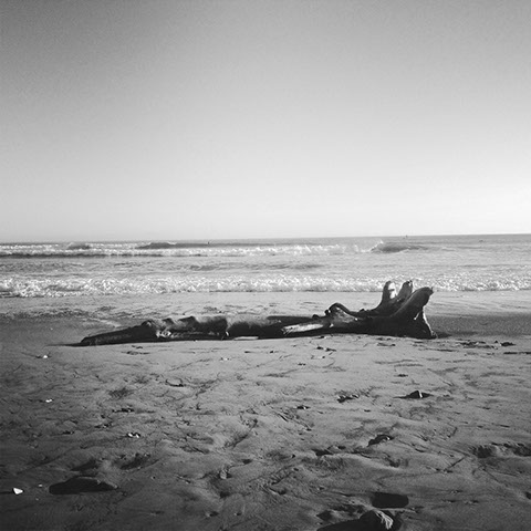 wood drift on the beach california